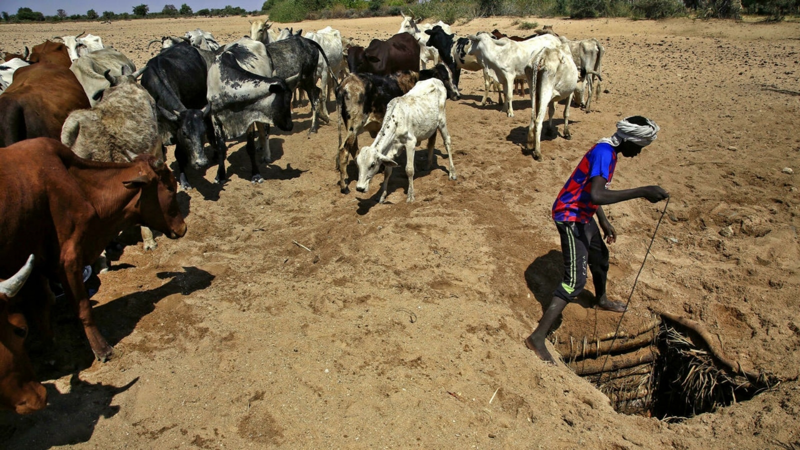 راعي ماشية في قرية حمادة بجنوب دارفور، شمال العاصمة نيالا في 3 شباط/فبراير 2021 