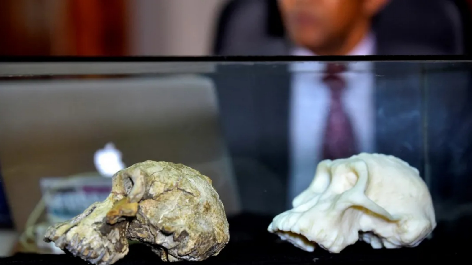 جمجمتان للإنسان القديم (أرشيفية)