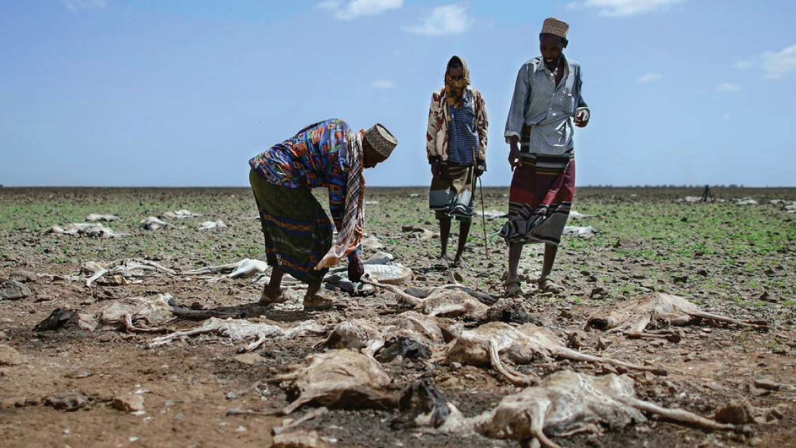 أدى الجفاف في الصومال إلى تدمير المحاصيل وتسبب في نفوق أعداد كبيرة 