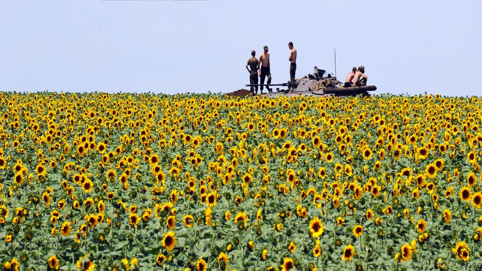 الجنود الأوكرانيون يتخذون موقعًا في حقل عباد الشمس على بعد حوالي 20 كم جنوب دونيتسك