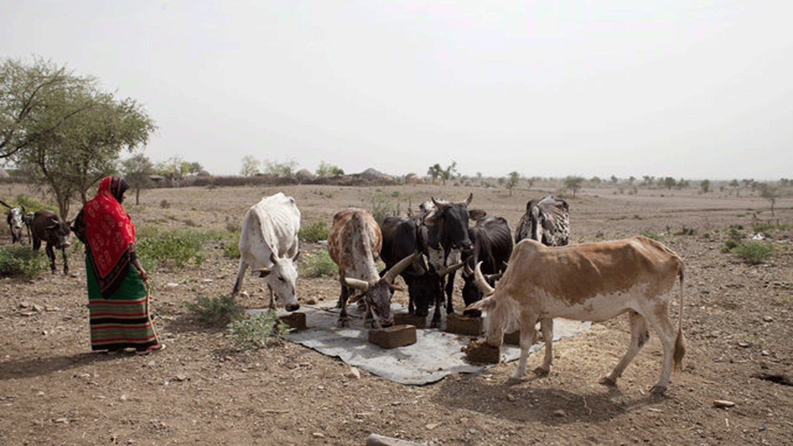الحيوانات تعاني الجوع والعطش خلال الجفاف في أفريقيا
