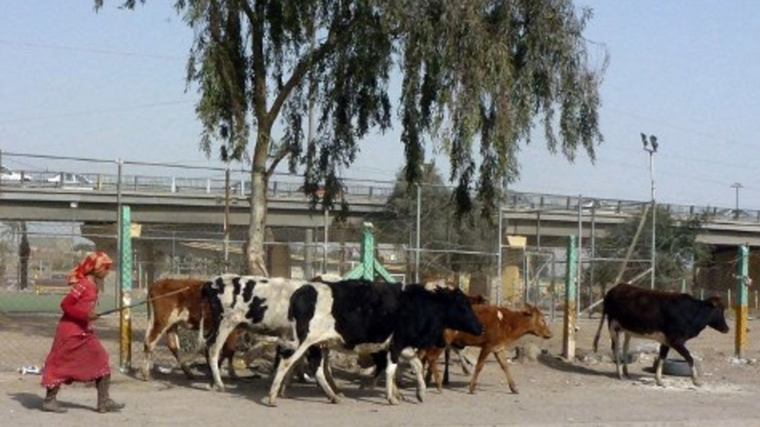 الأكثر عرضة للإصابة بالمرض هم مربو الماشية والعاملون في مجال الجزارة