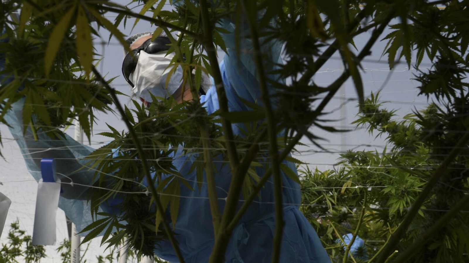 عامل يحصد الماريجوانا في مركزٍ زراعيّ في جنوب الأوروغواي بتاريخ 17 أبريل 2019