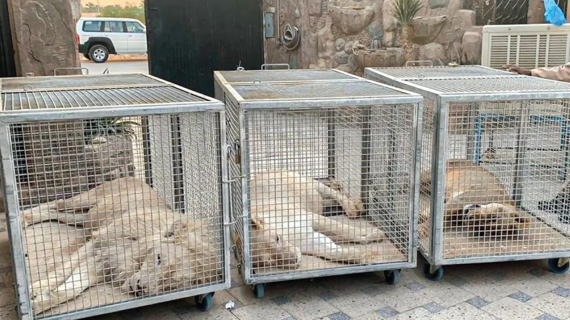صورة للأسود الثلاثة المصادرة نشرها المركز الوطني لتنمية الحياة الفطرية في السعودية