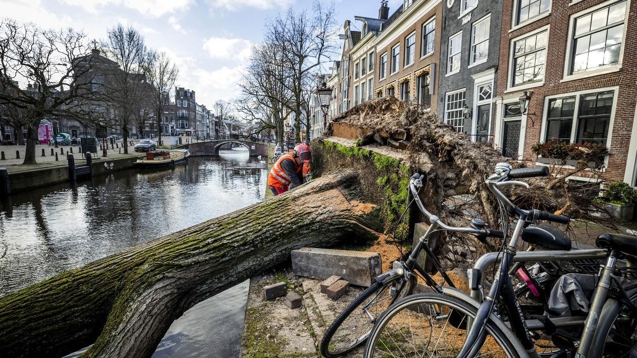 موظفو البلدية ينظفون شجرة سقطت على في أمستردام ، في 19 فبراير 2022 ، عندما ضربت عاصفة يونيس شمال أوروبا