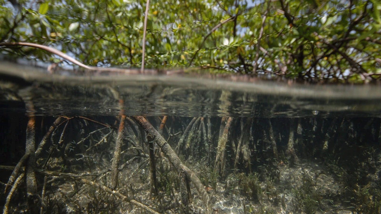 العلماء اكتشفوا أكبر مجموعة متنوعة من البكتيريا في العالم في غابات المانغروف في غوادلوب، في هذه الصورة من مختبر لورانس بيركلي الوطني 