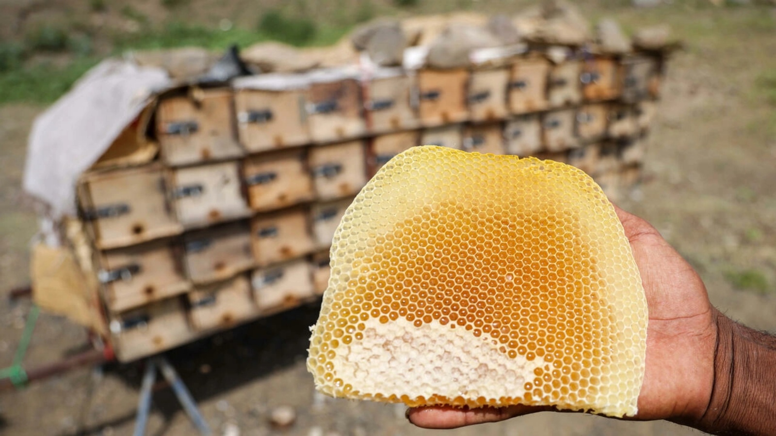 نحال يحمل قرصاً من العسل في مدينة تعز اليمنية في 28 يونيو 2022