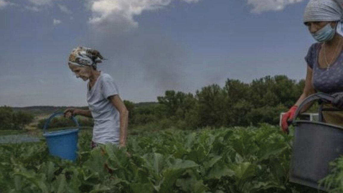 نساء يقطفن الباذنجان بالقرب من خط المواجهة في منطقة دونباس في أوكرانيا في 10 أغسطس 2022