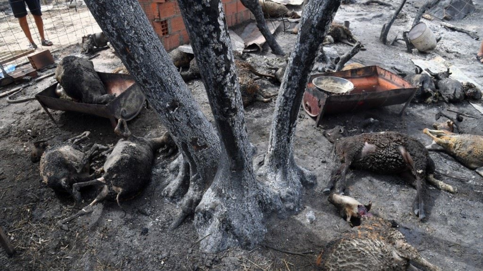 الحرائق في الجزائر أتت على الأشجار والحيوانات