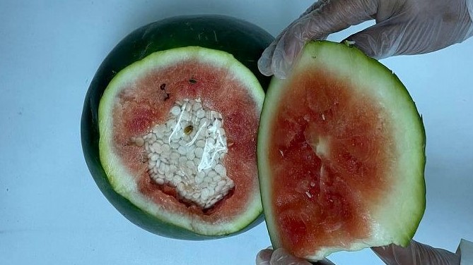 أكياس المخدرات مدسوسة في فاكهة البطيخ صادرتها السلطات السعودية