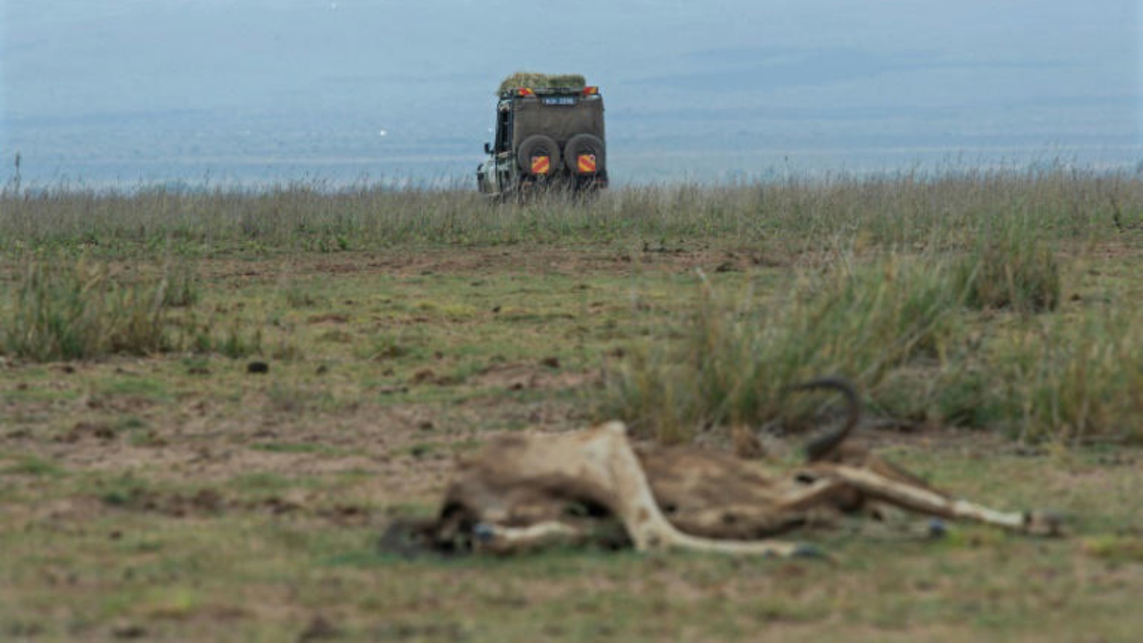 جيفة ثيتل افريقي فيب متنزه أمبوسيلي الوطني في كينيا بتاريخ 30 نوفمبر 2022