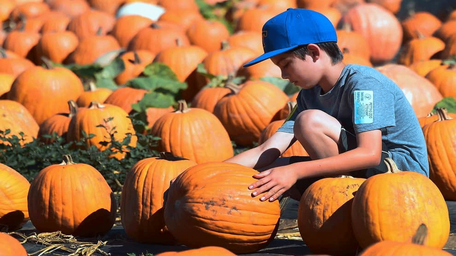 اليقطين غني بالفيتامينات وله فوائد متعددة