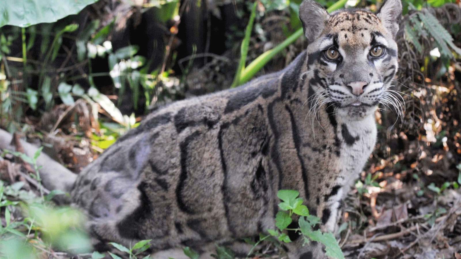 نمر يتنعم بالحرية لساعات إثر هروبه من حديقة حيوانات أميركية(صورة توضيحية)
