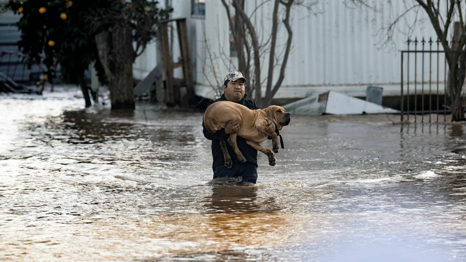 فيدل أوسوريو أحد السكان المحليين ينقِذ كلبًا من منزل غمرته المياه في ميرسيد، كاليفورنيا 