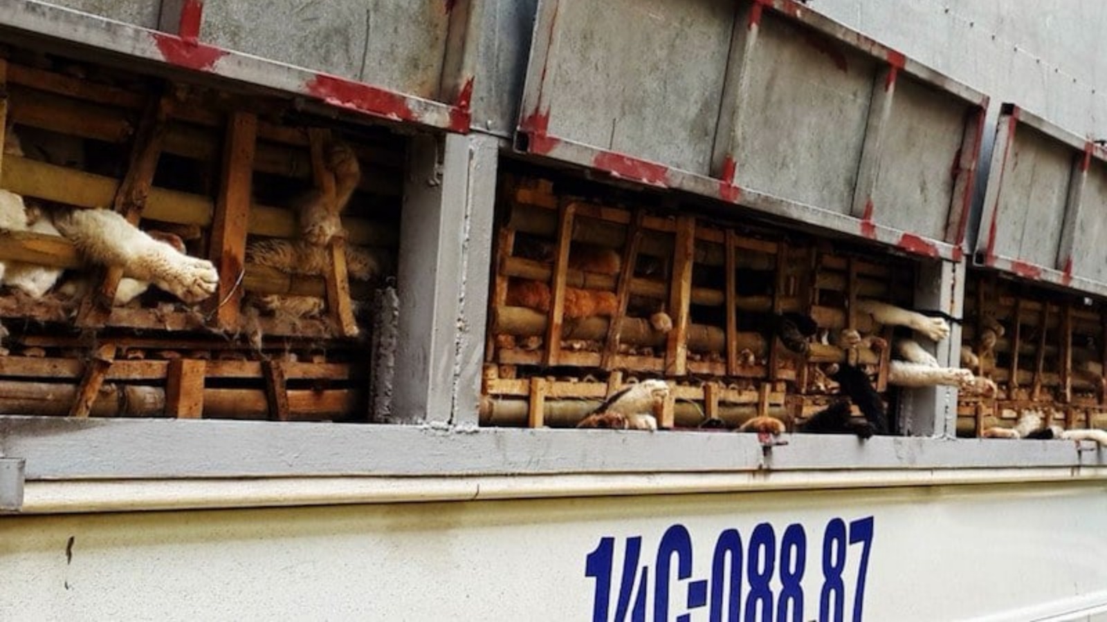 العثور على نحو ألفي قط نافق كانت مخصصة للاستخدام في الطب التقليدي