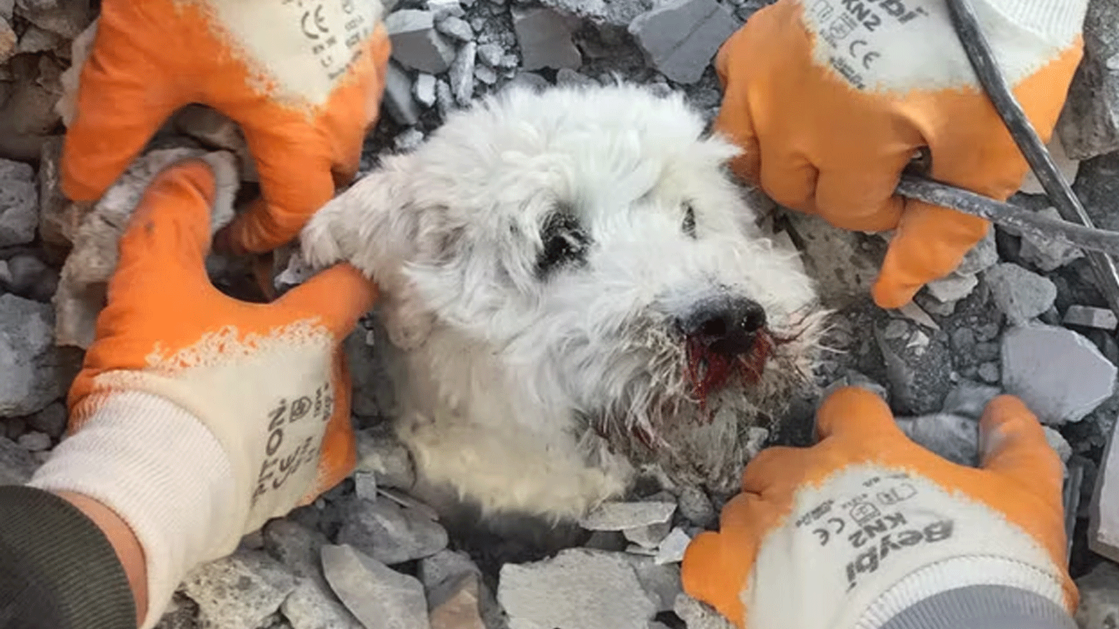 إنقاذ كلب من تحت أنقاض الزلزال في تركيا