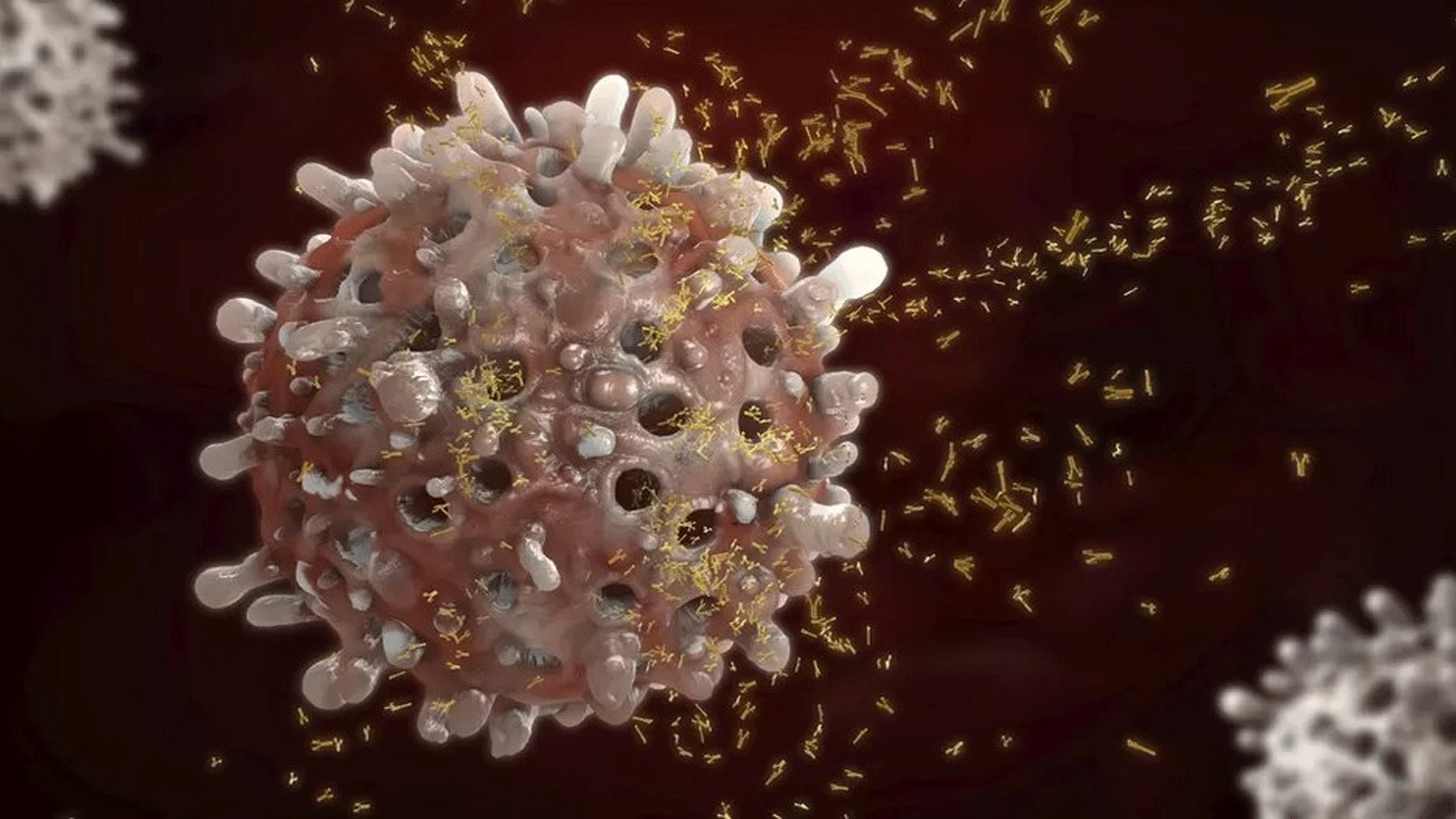 الخلايا البائية، تُنتج كتلًا من الأجسام المضادة التي يمكن أن تساعد في مهاجمة السرطان