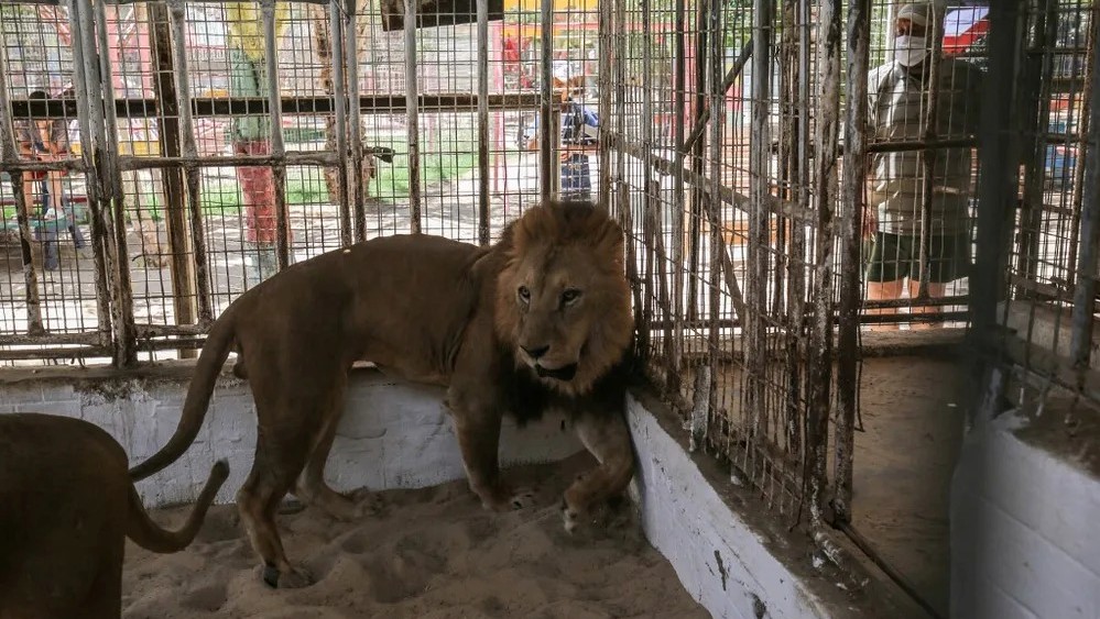 أسد في حديقة حيوانات محلية في قطاع غزة