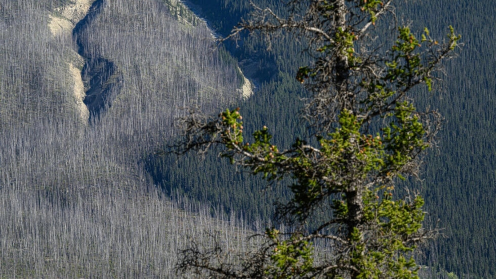 اشجار متضررة من حرائق بين محميتي بانف وجاسبر في مقاطعة البرتا الكندية في 09 سبتمبر 2022