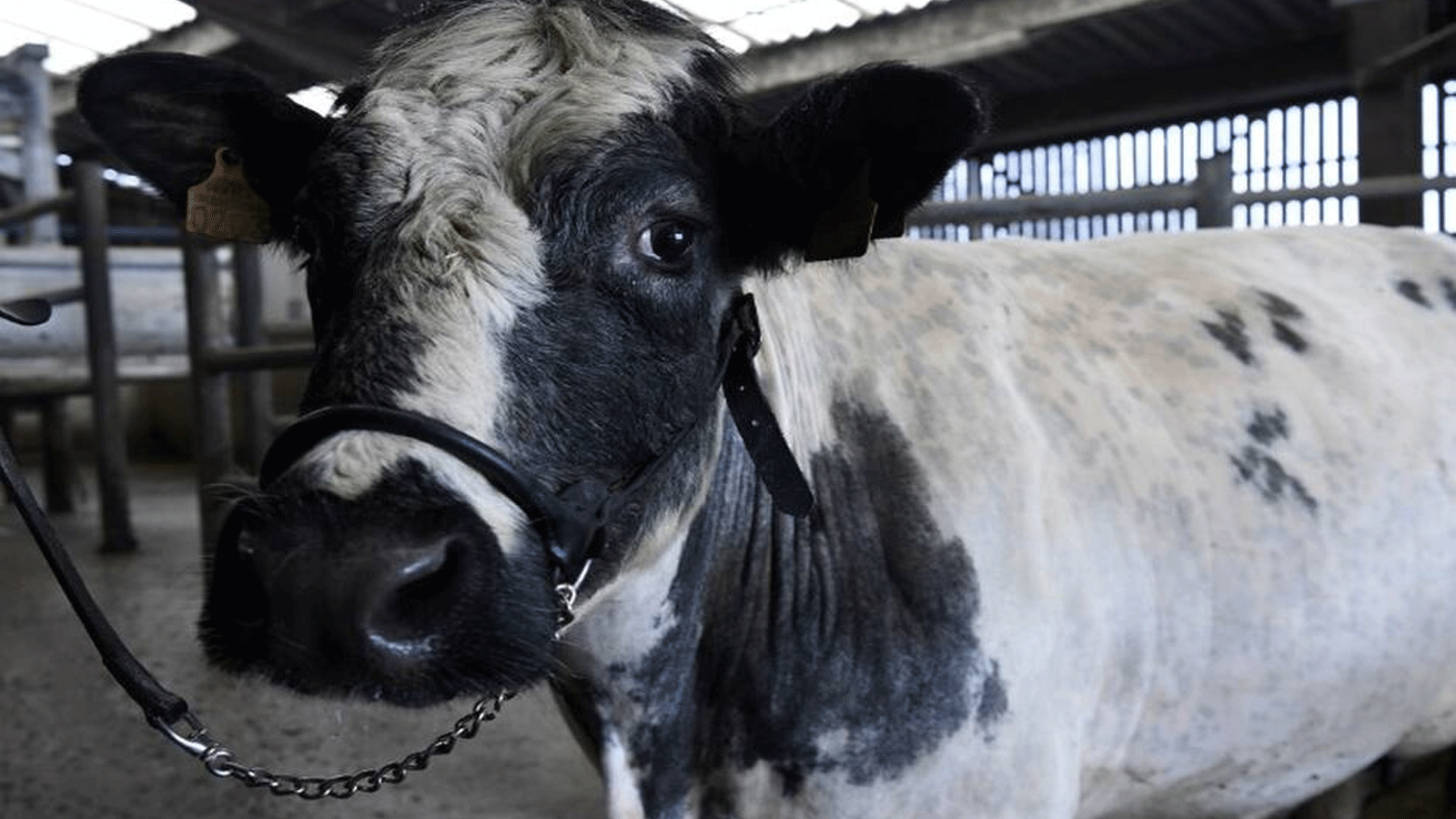 صورة توضيحية لبقرة تحمل جنون البقر اكتشفت في قرية ميرسك\ جنوب غرب بولندا