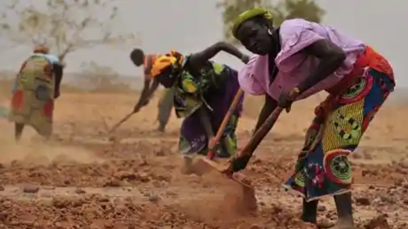 نساء نيجريات يحفرن خندقًا لجمع مياه الأمطار بالقرب من قرية تيبيري ، في منطقة زيندر جنوب النيجر