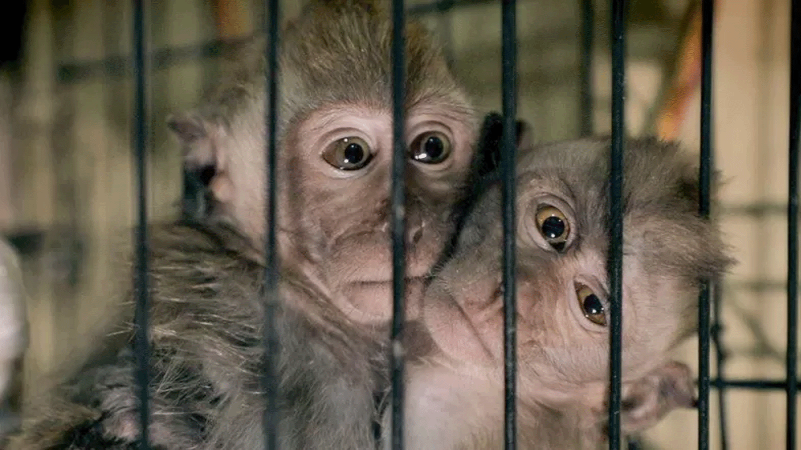 كان تقريرا لبي بي سي - عن وجود شبكة دولية لتعذيب القرود - كان سببا في تعديل مشروع قانون الأمن الإلكتروني