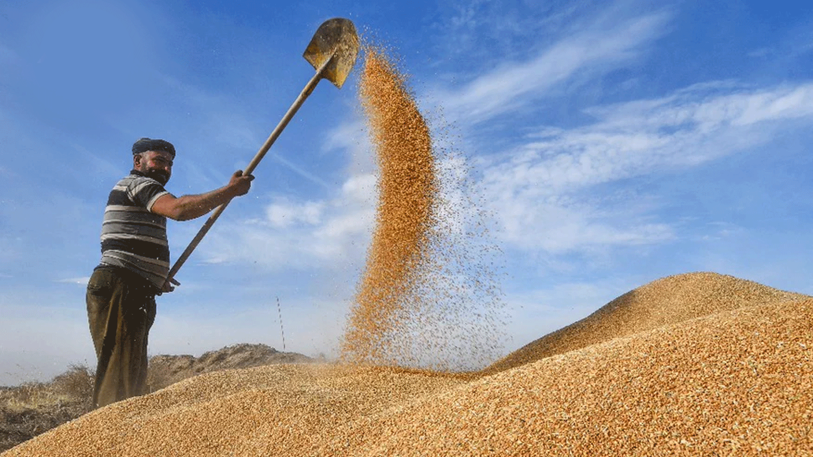 صورة لمزارع روسي يجمع حصاده من القمح