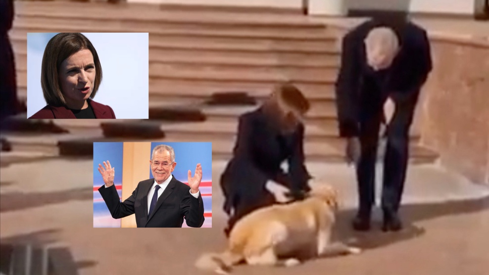 لقطة من الفيديو الذي يظهر هجوم الكلب