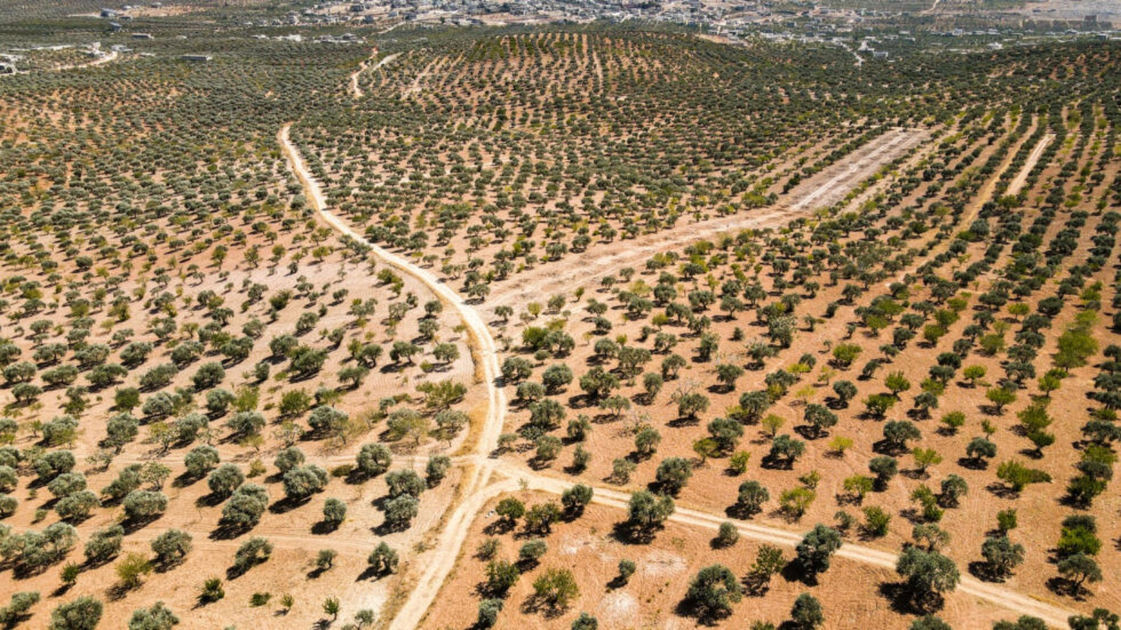 صورة جوية لحقول زيتون وتين في محافظة إدلب بشمال غرب سوريا في الثامن من سبتمبر 2023 