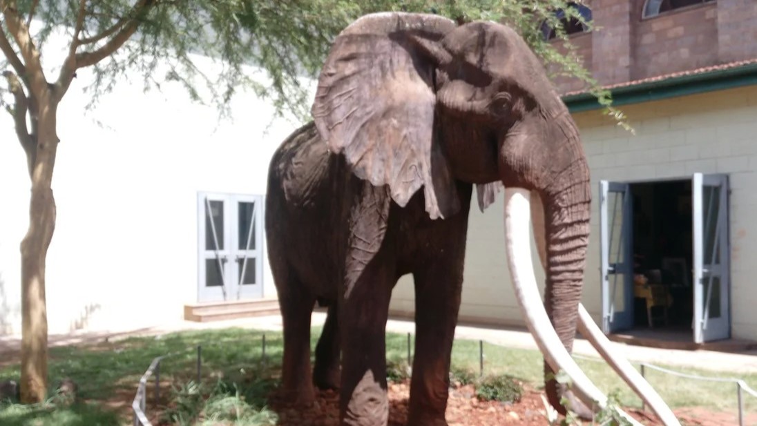 صورة لتمثال الفيل الكيني الملك أحمد 