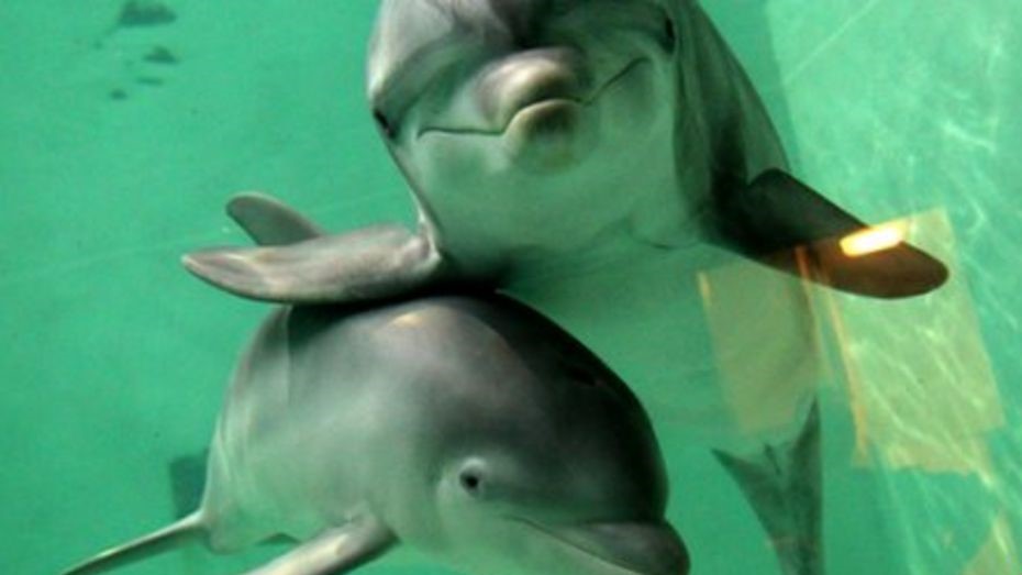 لأطفال الدلافين لغة تخاطب خاصة
