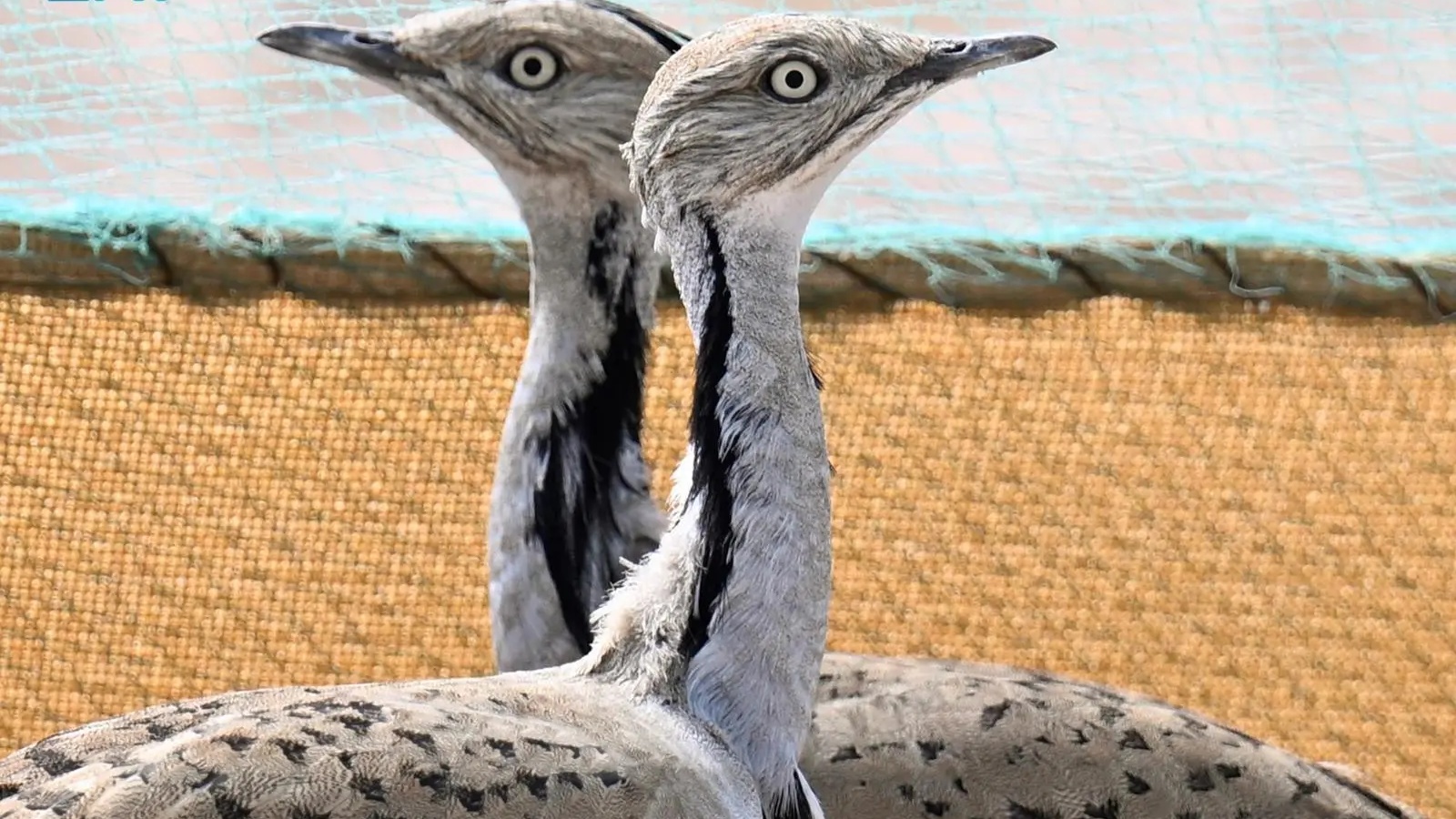 طائر الحبارى من الكائنات الفطرية المهددة بالانقراض في السعودية