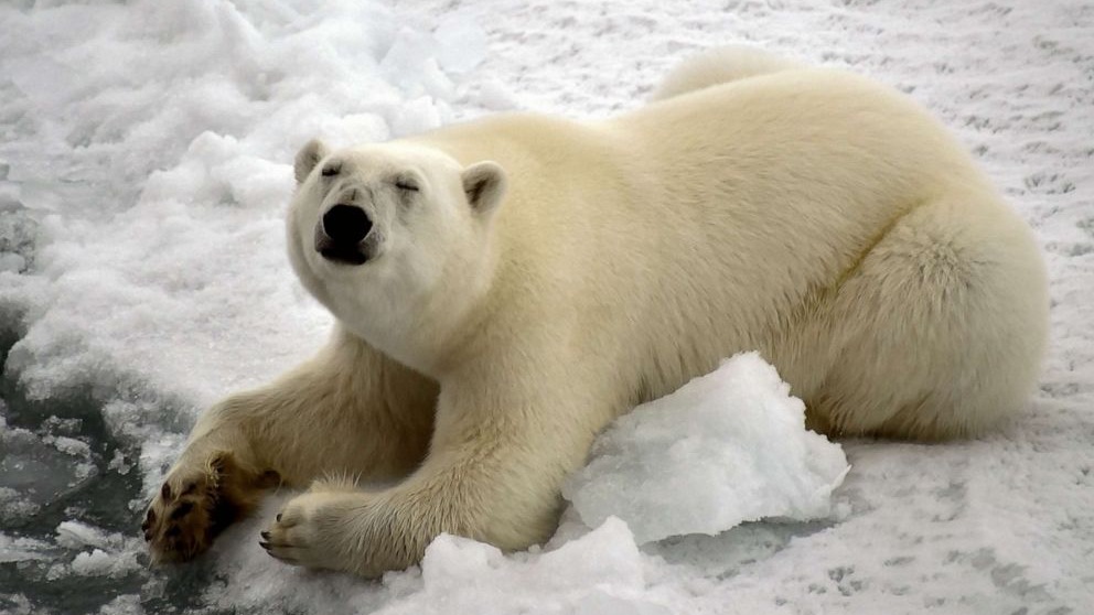الدب القطبي يتغذى على الفقمات في البحر