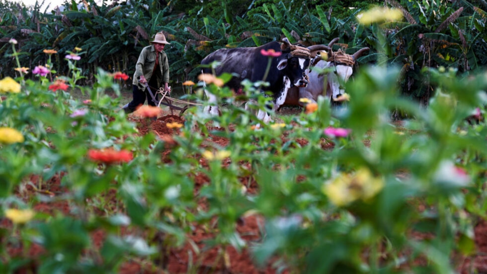 مزارع يعمل في مزرعة النباتات الطبية البلدية في فيناليس، بمقاطعة بينار ديل ريو، في كوبا، في 17 نيسان (أبريل) 2024 
