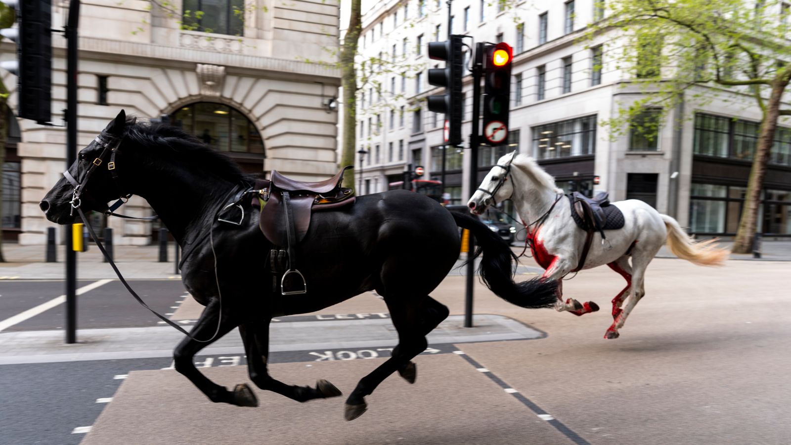 اثنان من الخيول حين تمردا واثارا الفوضى في العاصمة البريطانية في أبريل 