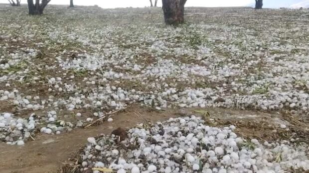 عاصفة تخلف خسائر كبيرة في الأشجار المثمرة