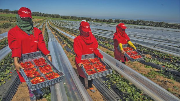 المغرب المصدّر الأول للمنتجات الغذائية في الشرق الأوسط وشمال أفريقيا