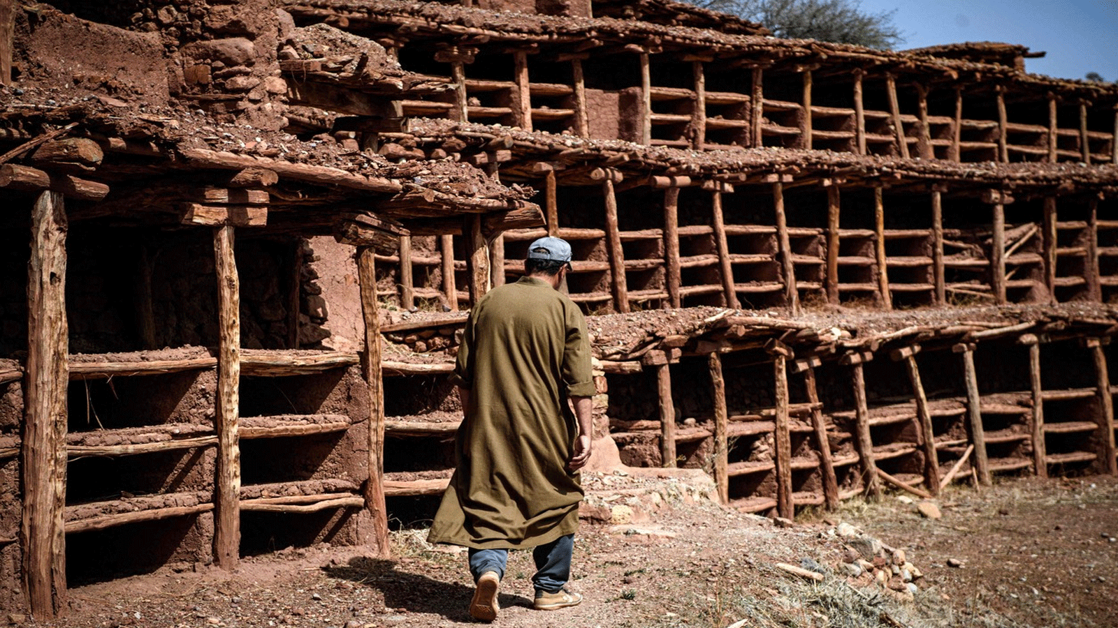 مربي نحل يعمل في منحل في إنزركي، المغرب، وهو أقدم وأكبر خلية نحل جماعية تتعرض للهجرة بسبب الجفاف