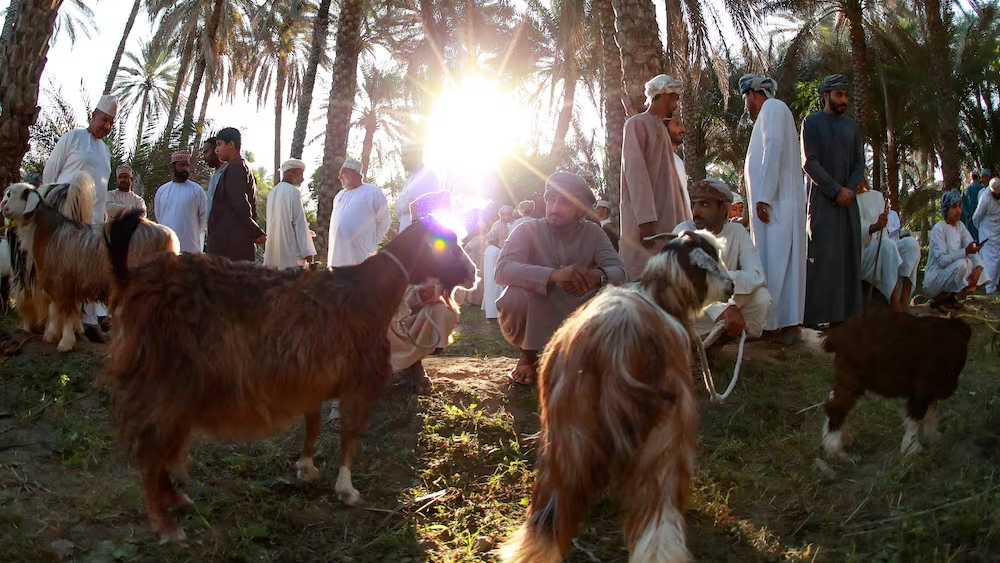 تجار عمانيون في سوق للمواشي عشية عيد الفطر
