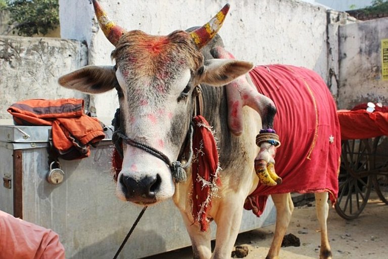 البقرة راجو... ورجلها الخامسة تتدلى وتجلب الحظ حسب معتقدات بعض الهنود