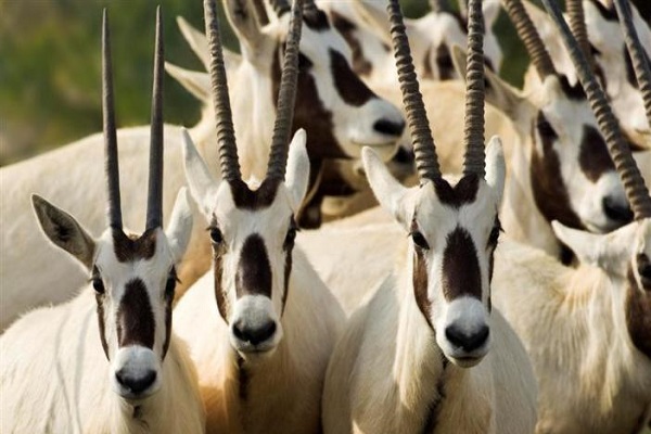 حياة برية وطبيعة خلابة في الجزيرة (وكالة أنباء الإمارات)