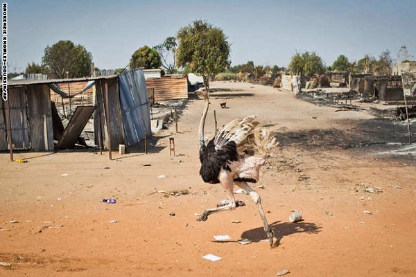 نعامة تركض بين ركام منطقة بينيو في جنوب السودان