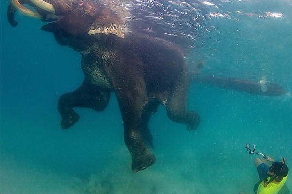 حمدان بن راشد برفقة الفيل راجان في المحيط الهندي