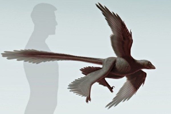 ديناصور طائر في الصين