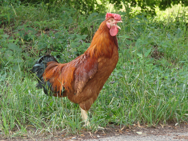 يتم استهلاك22 مليون دجاجة في الولايات المتحدة كل يوم