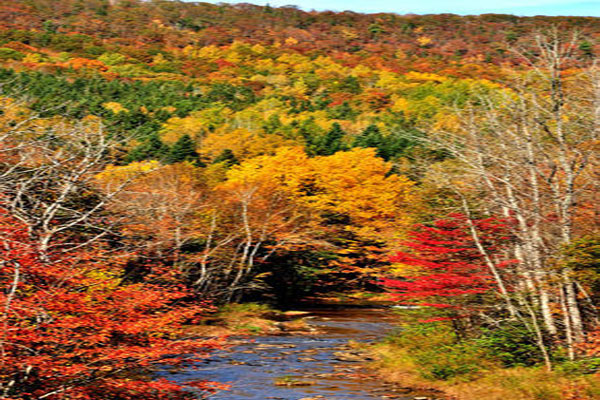 غابات كندا تتحول لوحات ساحرة في الخريف