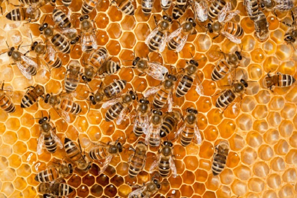 الإنسان البدائي استغل منتجات النحل