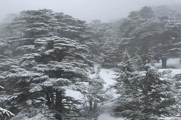 غابة الأرز شمال لبنان مكسوّة بالثلوج في عزّ فصل الربيع- عدسة ايلاف