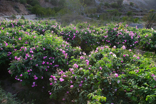 تمر عملية التقطير بمراحل عديدة يدوية لاستخراج ماء الورد الشهير