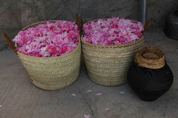 يبدأ موسم قطاف الورد من منتصف مارس حتى منتصف مايو